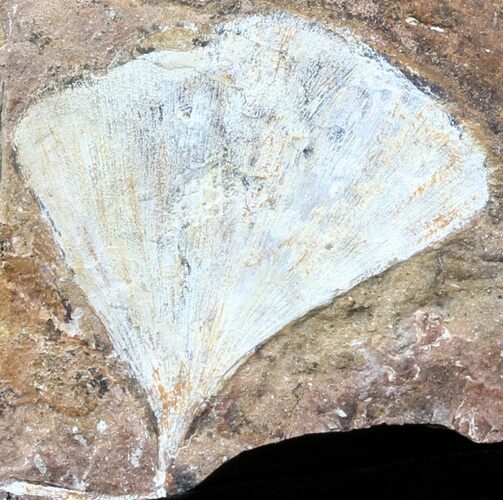 Fossil Ginkgo Leaf From North Dakota - Paleocene #58974